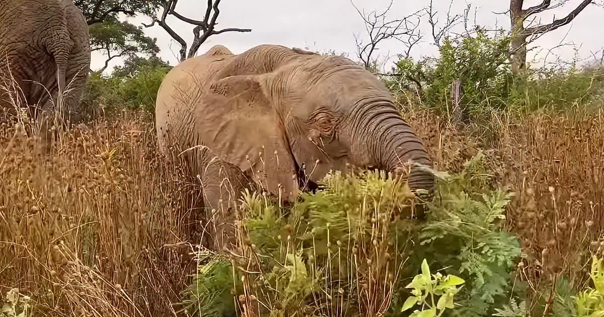 An elephant is grazing in a grassy field with dry vegetation and trees in the background.