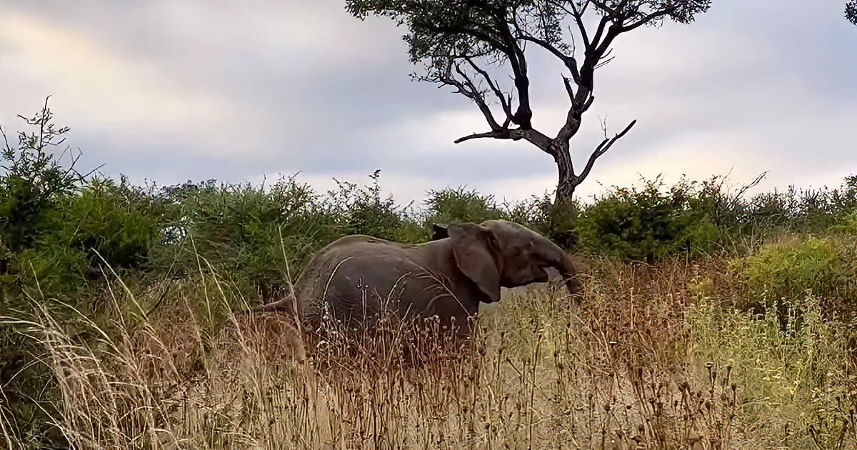 An elephant stands amidst tall grass, surrounded by shrubs and a lone tree under a cloudy sky.