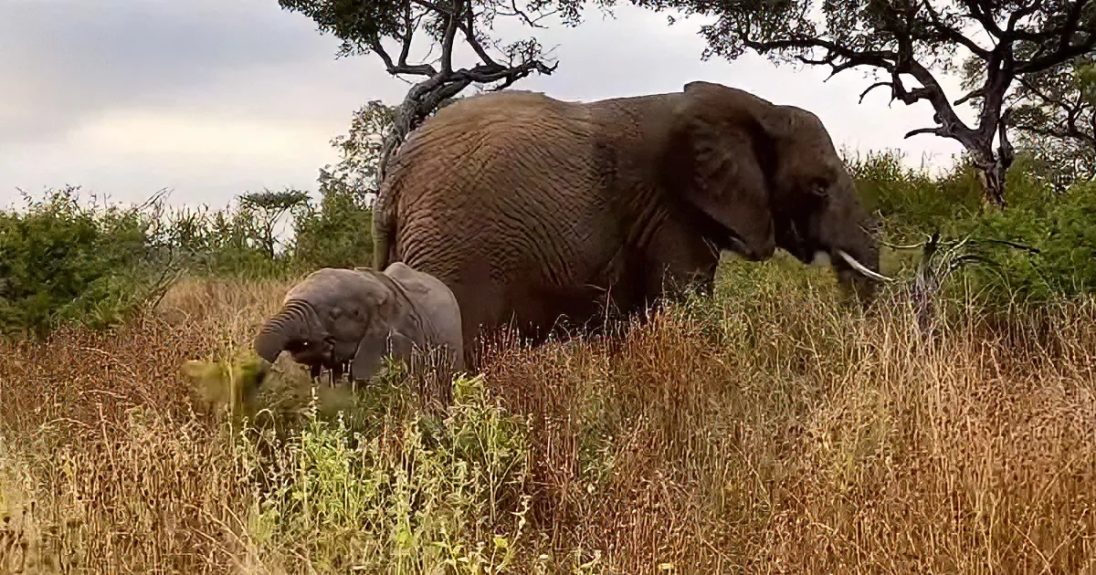 A mother elephant and her calf walk through tall grass in a savanna setting.