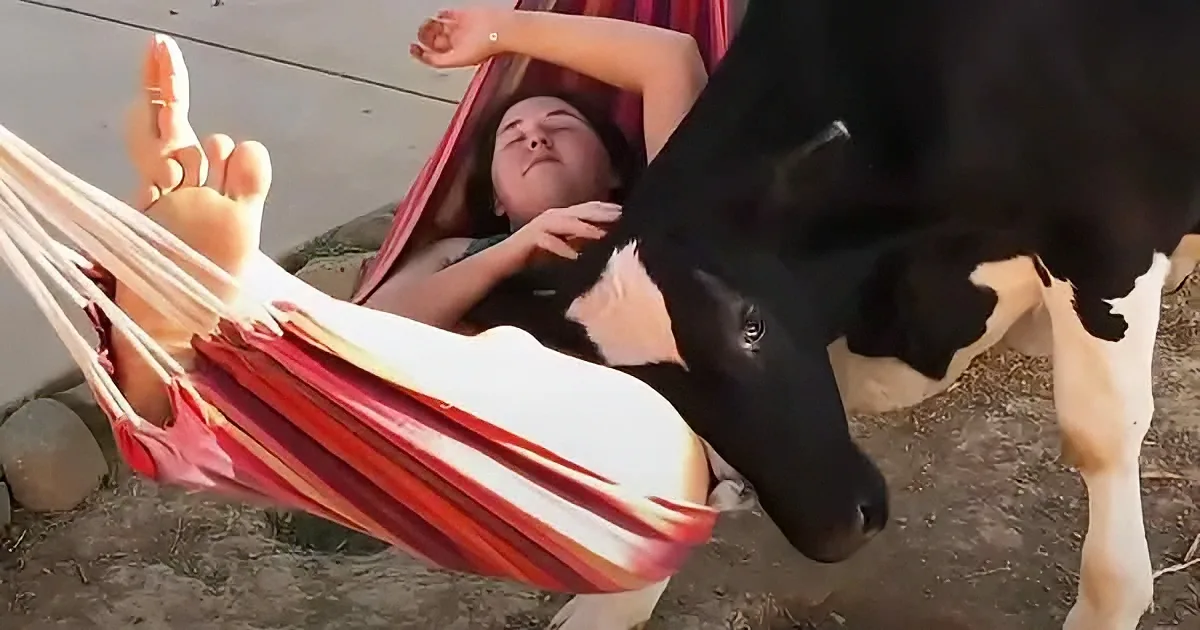 A person lounges in a red hammock, with a cow curiously sniffing their leg.