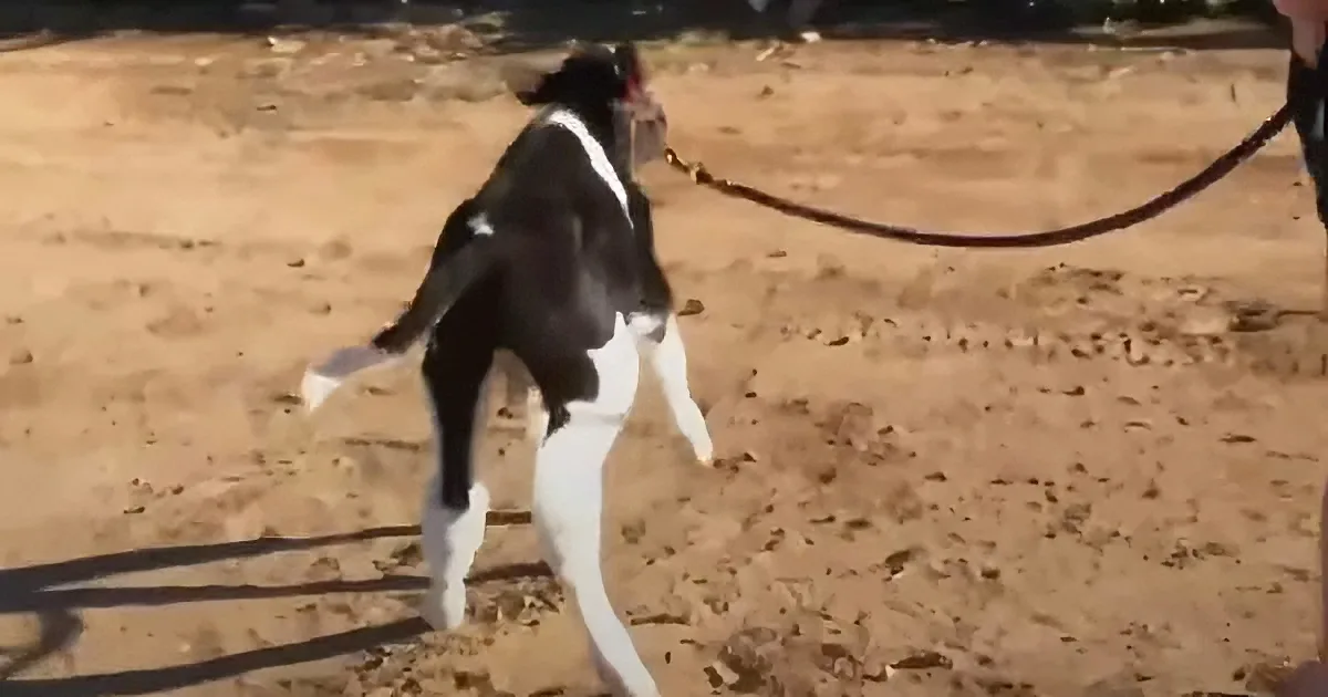 Sweet baby cow