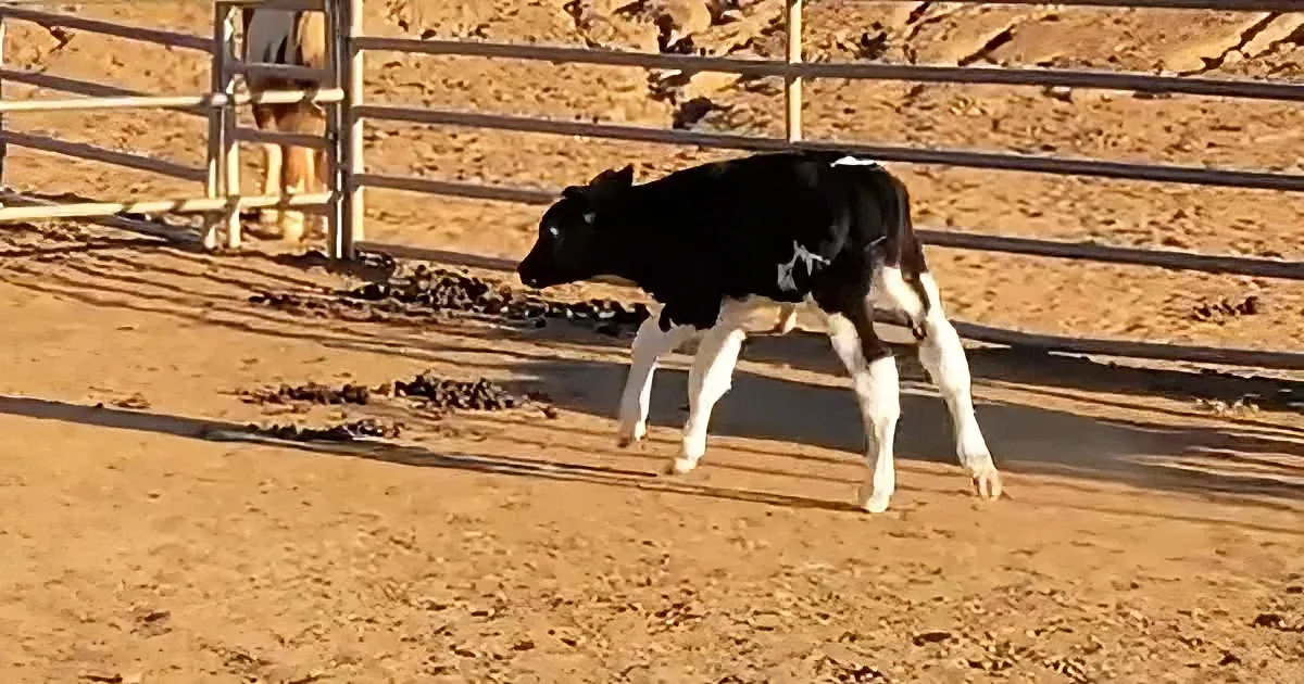 Sweet baby cow
