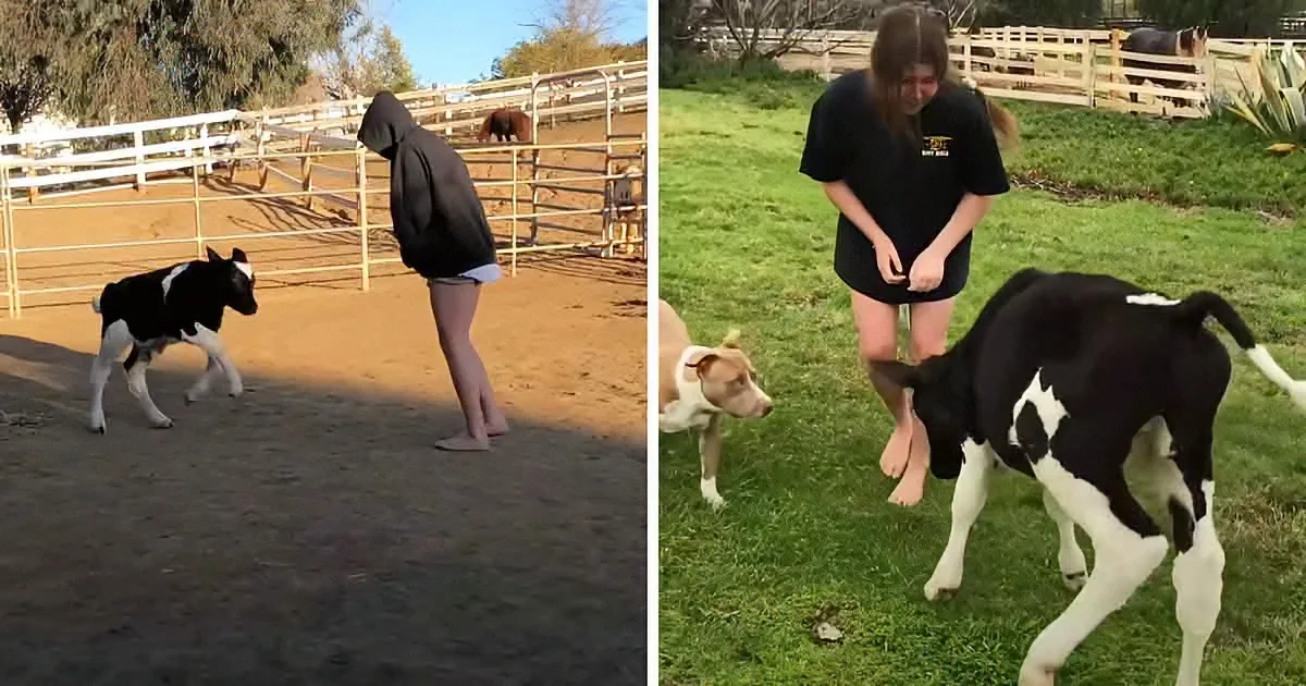Sweet Baby Cow With Bubbly Personality Has Terrific Dance Moves