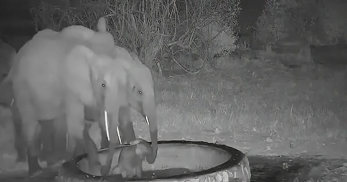 An elephant is drinking water from a bowl at night, surrounded by grass and dirt.