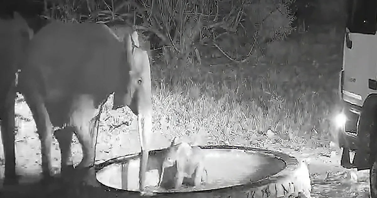 Mama elephant protecting her teeny baby