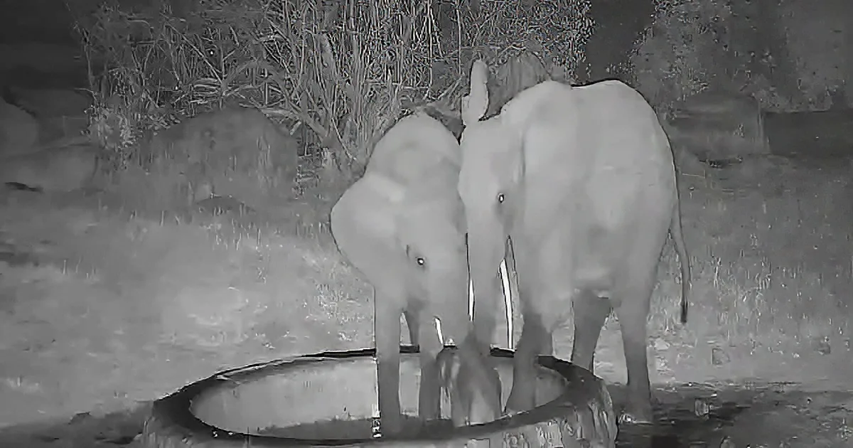 Mama elephant protecting her teeny baby