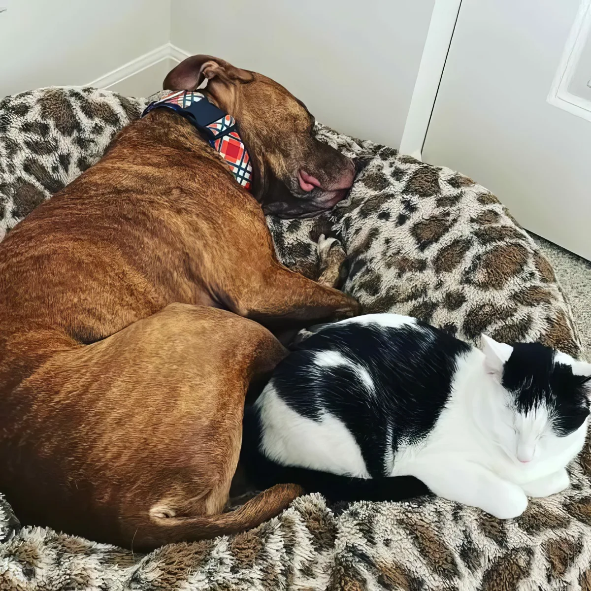 A brown dog and a black-and-white cat are peacefully sleeping on a leopard-print blanket.
