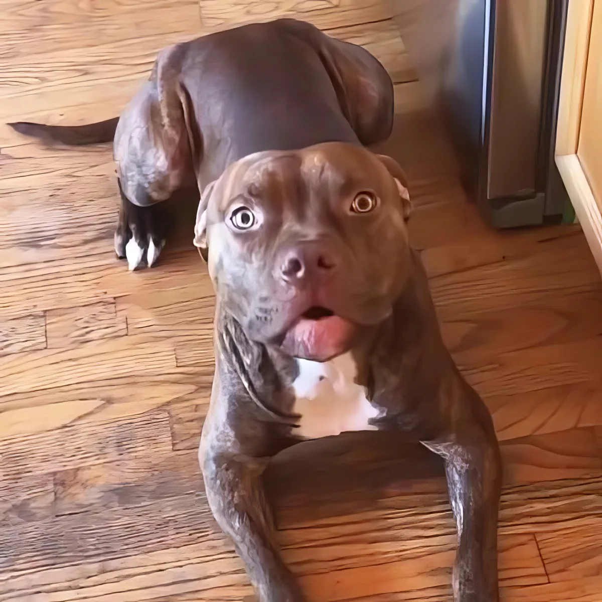 A brown dog with a surprised expression sits on a wooden floor, looking up.