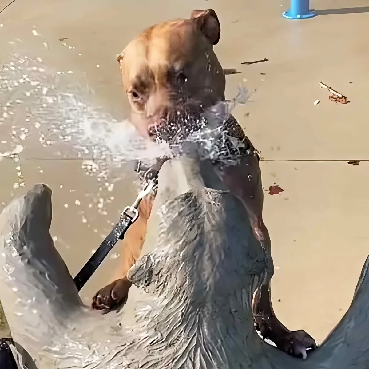 A dog, likely a pit bull mix, is being sprayed with water from a fountain, looking surprised.