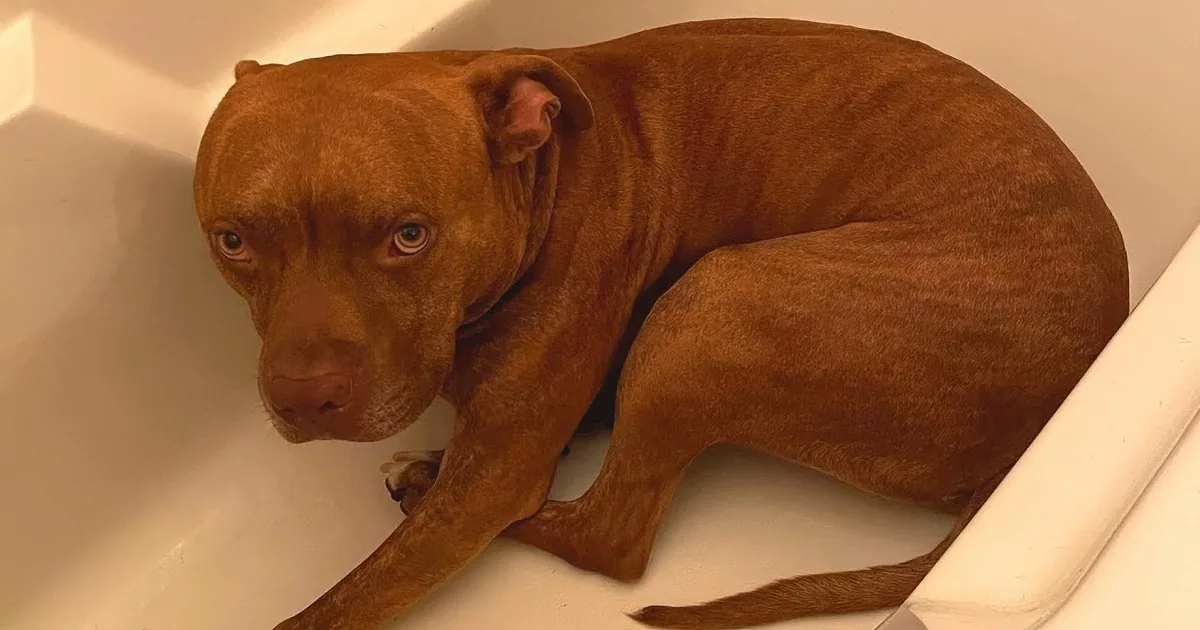 Woman's Dog Isn't Too Bright, but Makes up for It With Love and Laughter