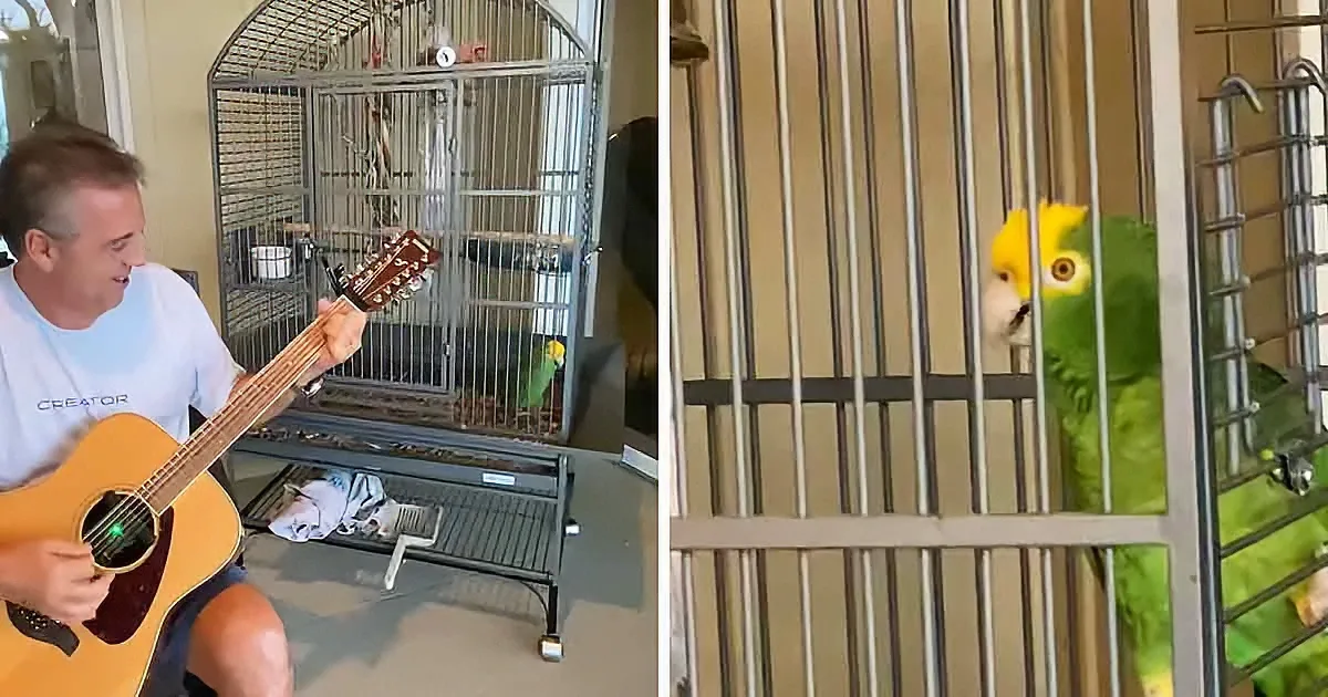 Talented Parrot's Rendition of Led Zeppelin's 'Stairway to Heaven'