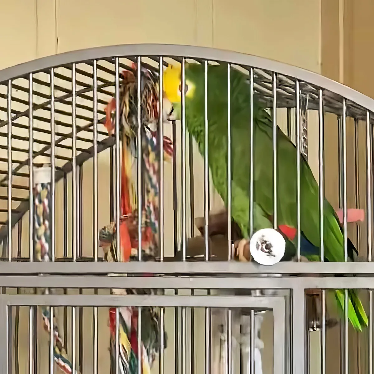 Talented parrot singing