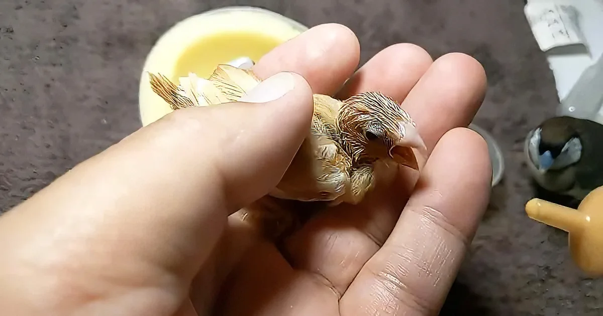 Woman Bottle Feeds Her Beautiful Baby Birds