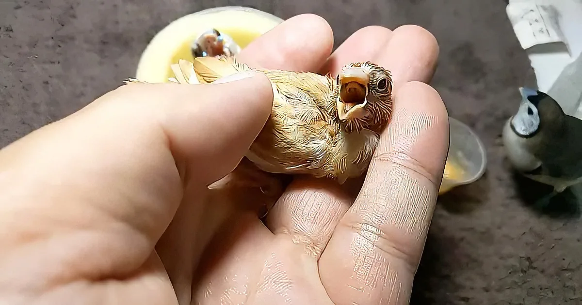 Woman bottle feeds baby birds