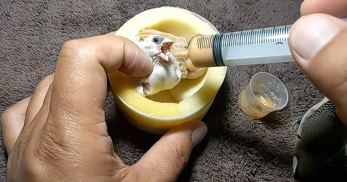 Woman bottle feeds baby birds