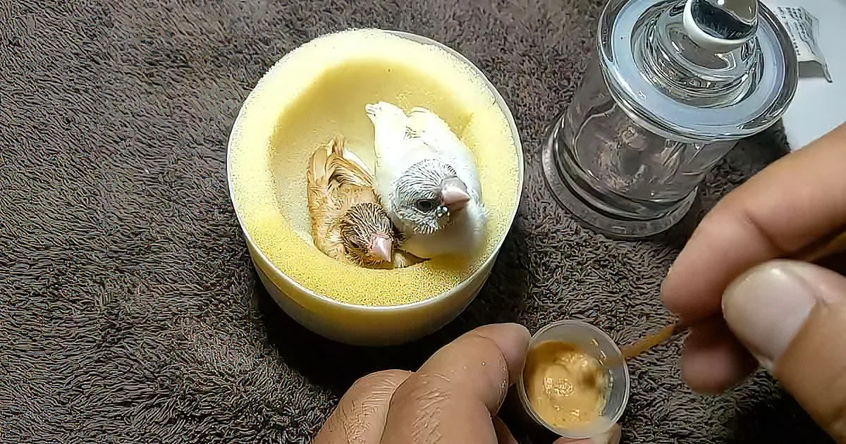 Woman bottle feeds baby birds