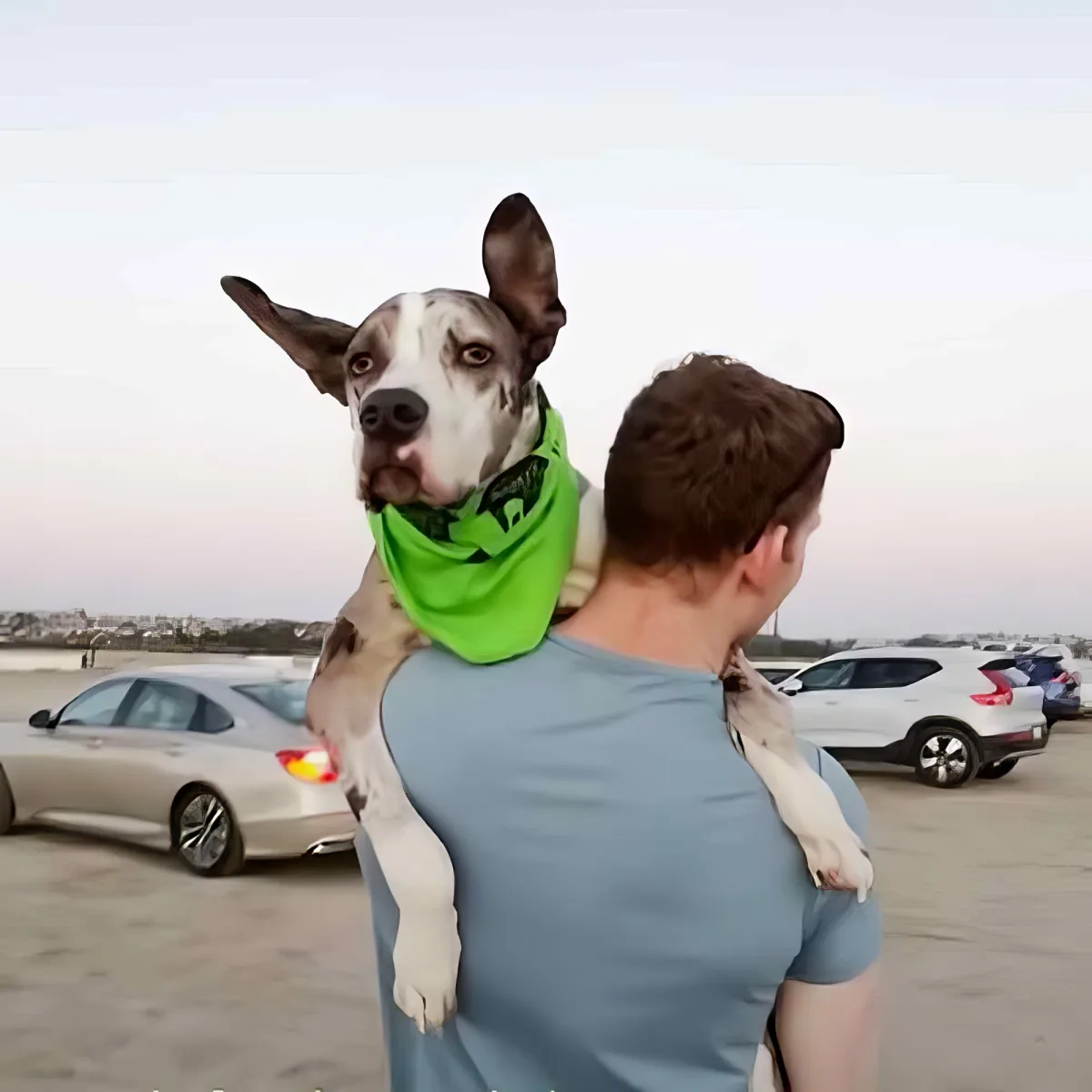 A man carries a dog on his shoulders, both wearing green bandanas, in a parking lot with cars in the background.