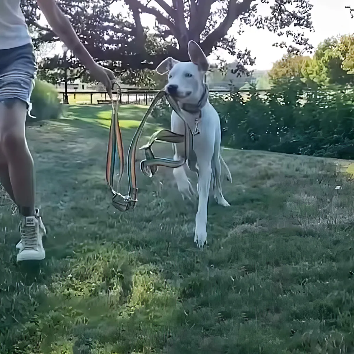 Tiny Great Dane