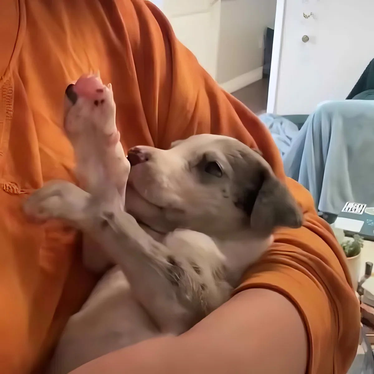 Tiny Great Dane