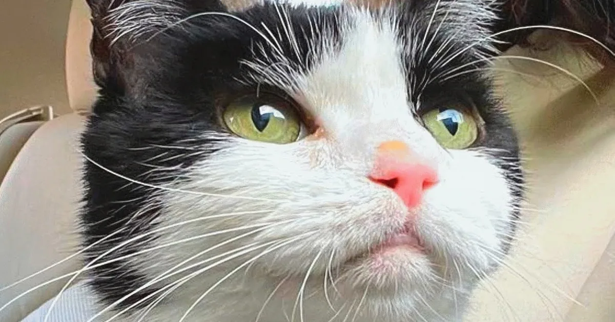 Cat Mom Adopts Senior Kitty That Sounds Like... a Pigeon!