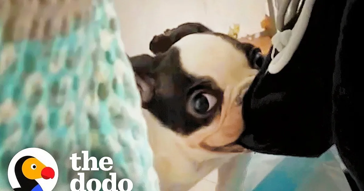 Tiny 5-Pound Pot-Bellied French Bulldog Surprises Everyone With Her Voice