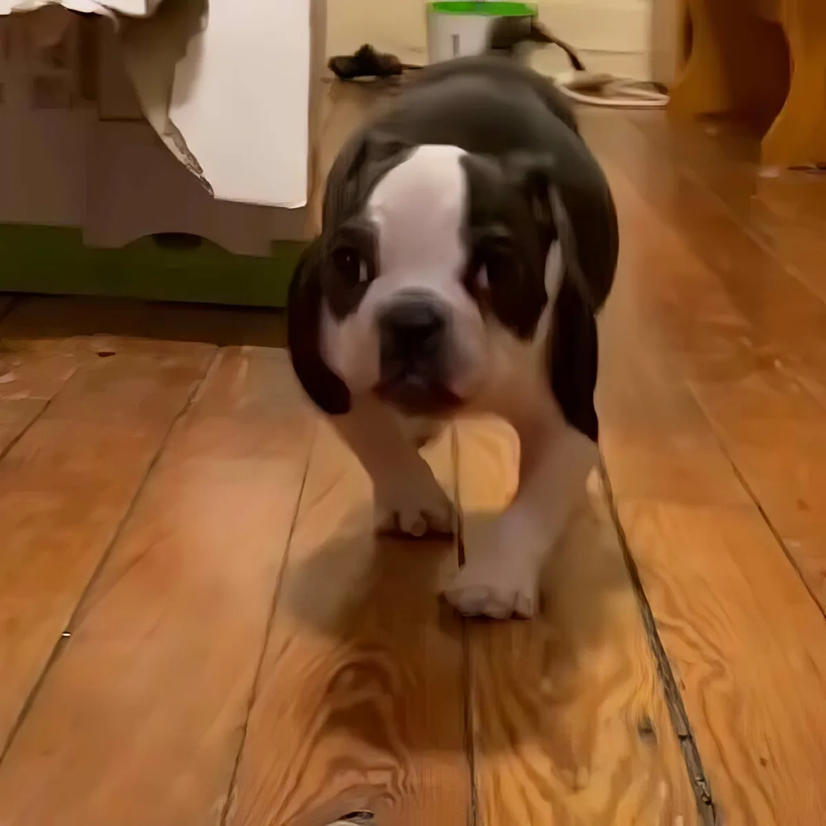 Tiny 5-pound French Bulldog