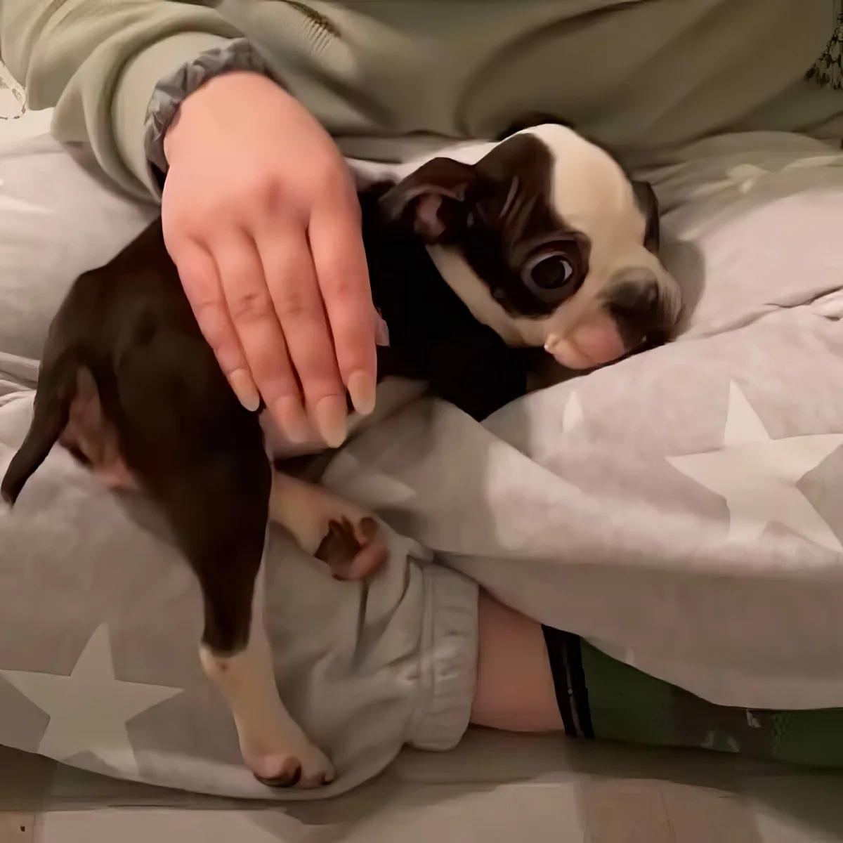 Tiny 5-pound French Bulldog