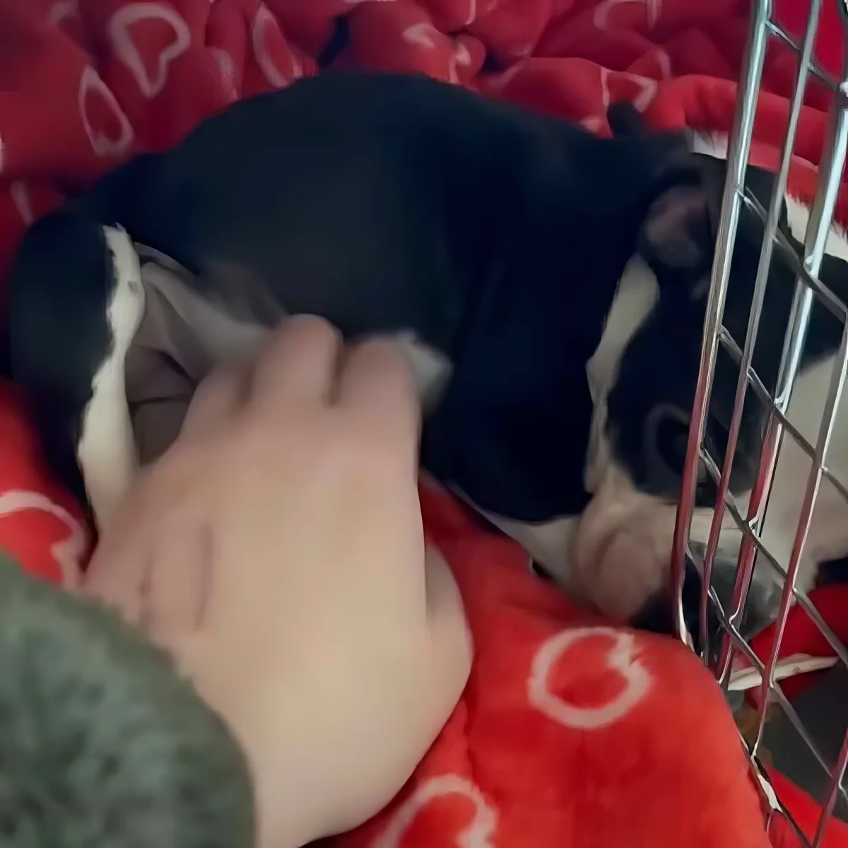 Tiny 5-pound French Bulldog