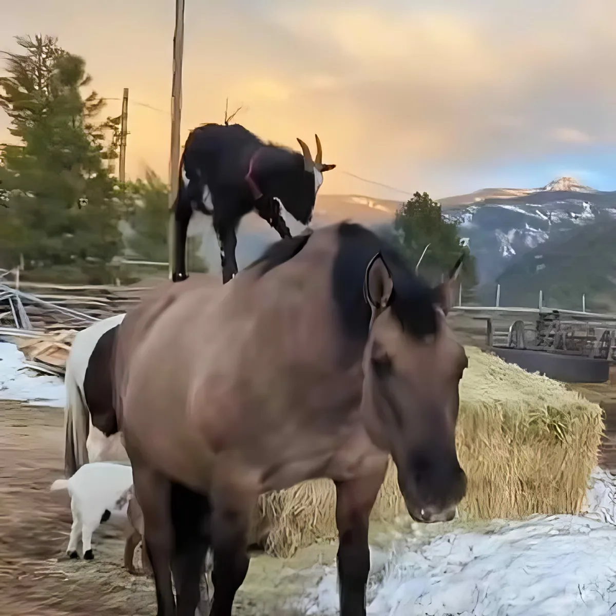 Goat and horse