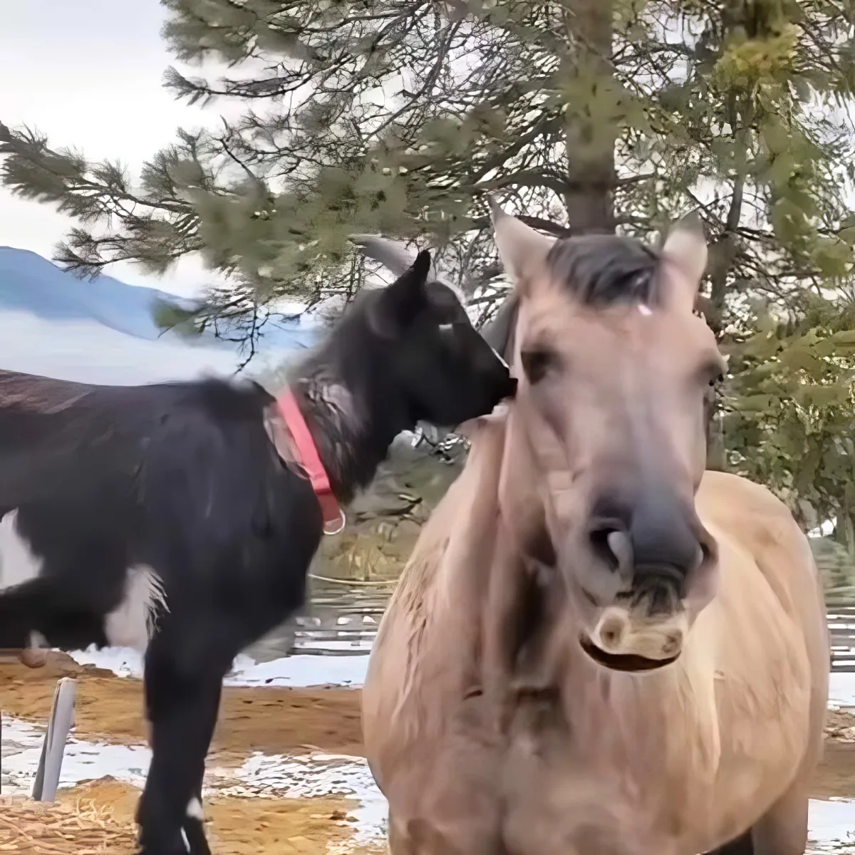 Goat and horse