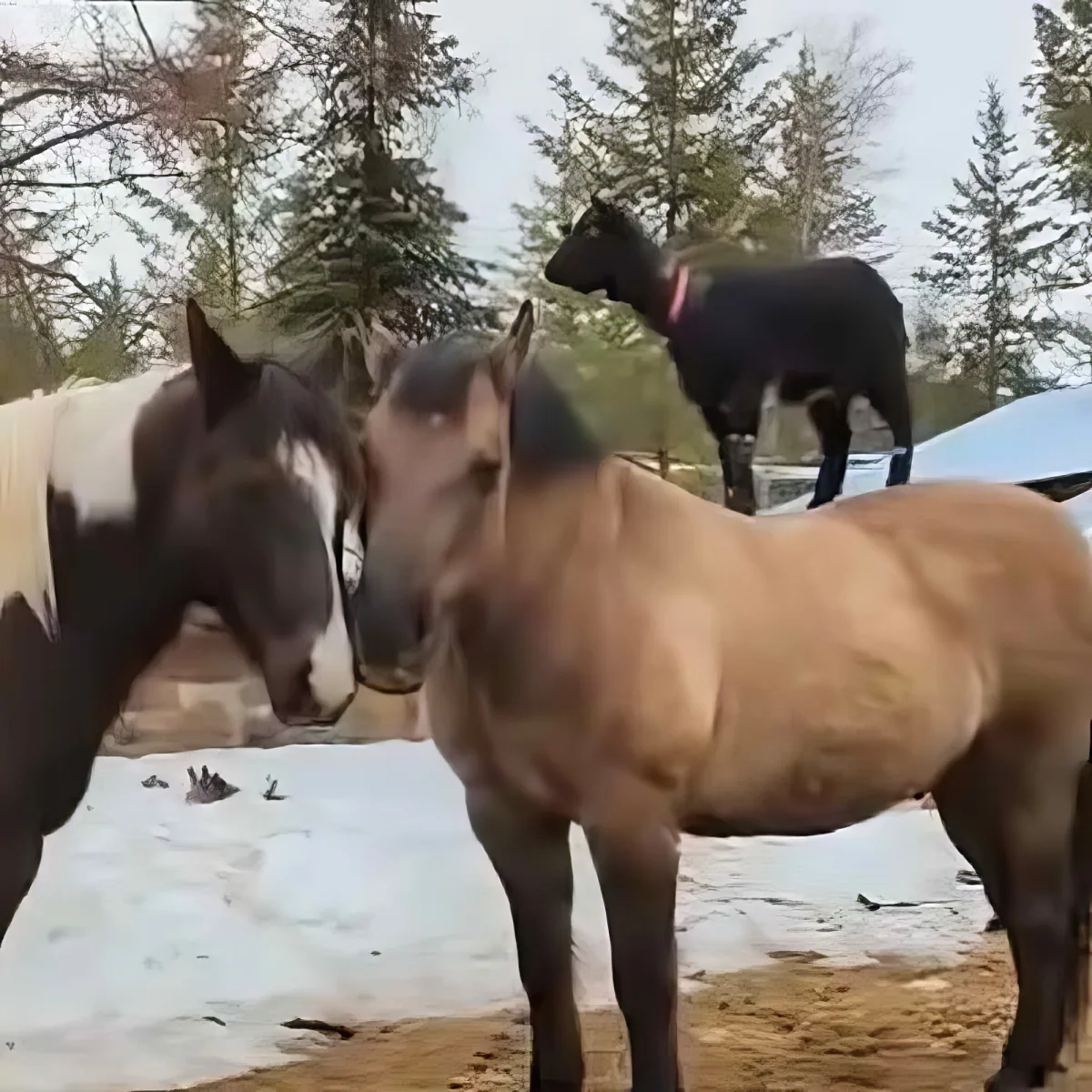 Goat and horses