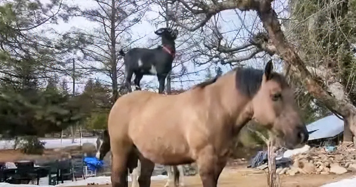 Is This the World's Smartest Goat?