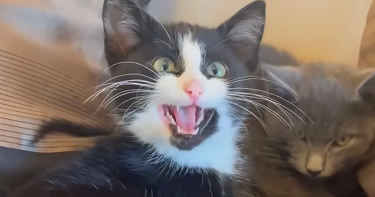 A Rescuer's Hissing Kitten Refuses to Leave Her Side