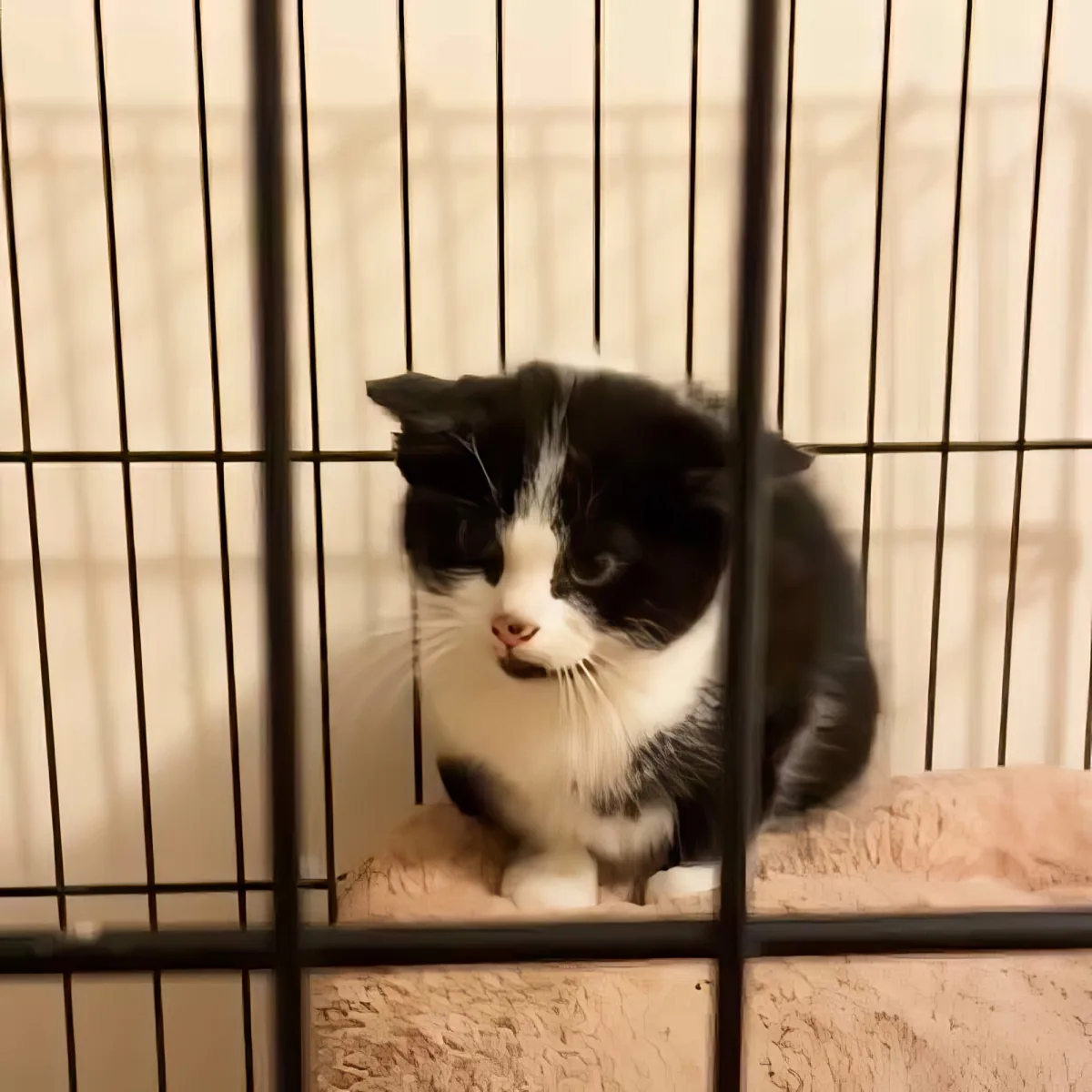 A black and white kitten sits inside a metal cage, looking directly at the camera.