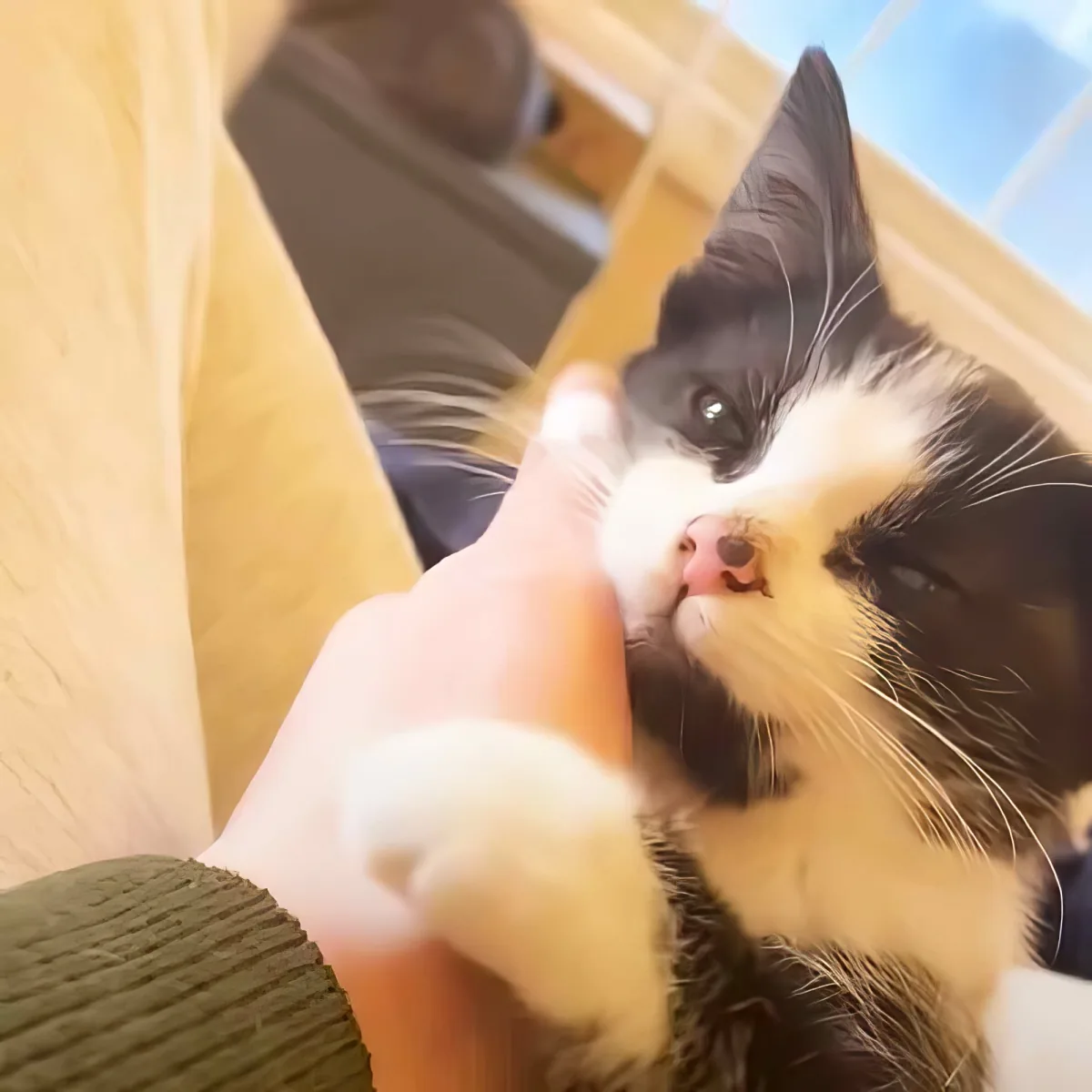 A fluffy calico cat being held and petted by a person's hand.