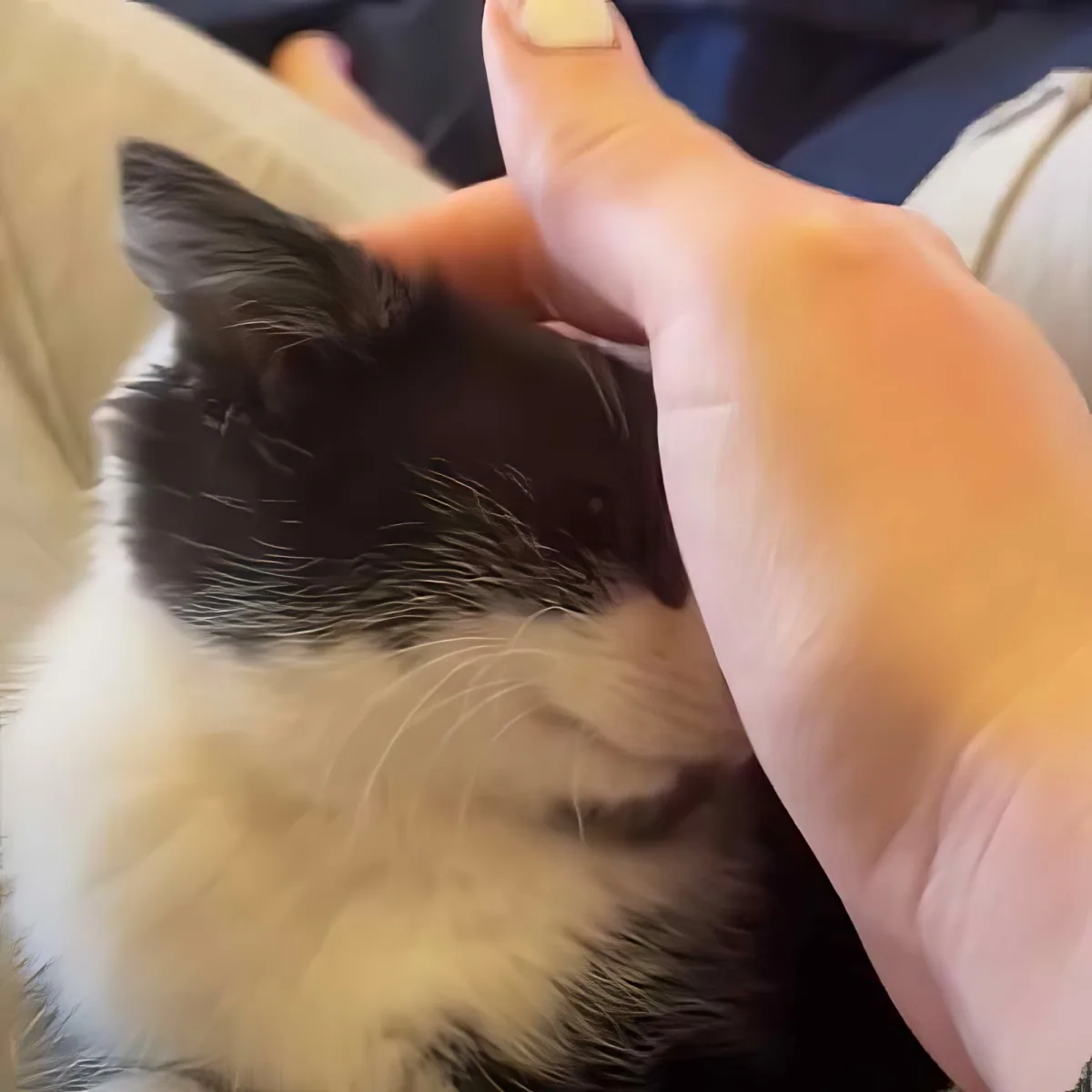 A hand gently pets a black and white cat with a white chest, lying on a beige surface.