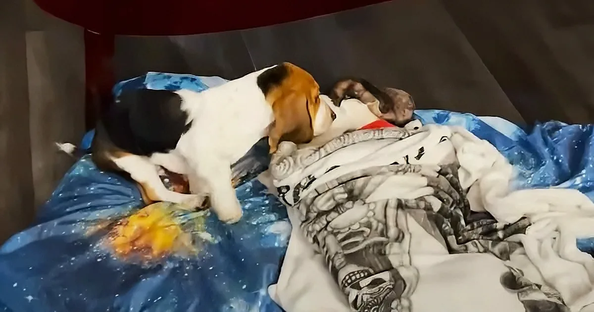 A beagle puppy is playfully chewing on a blanket on a bed.