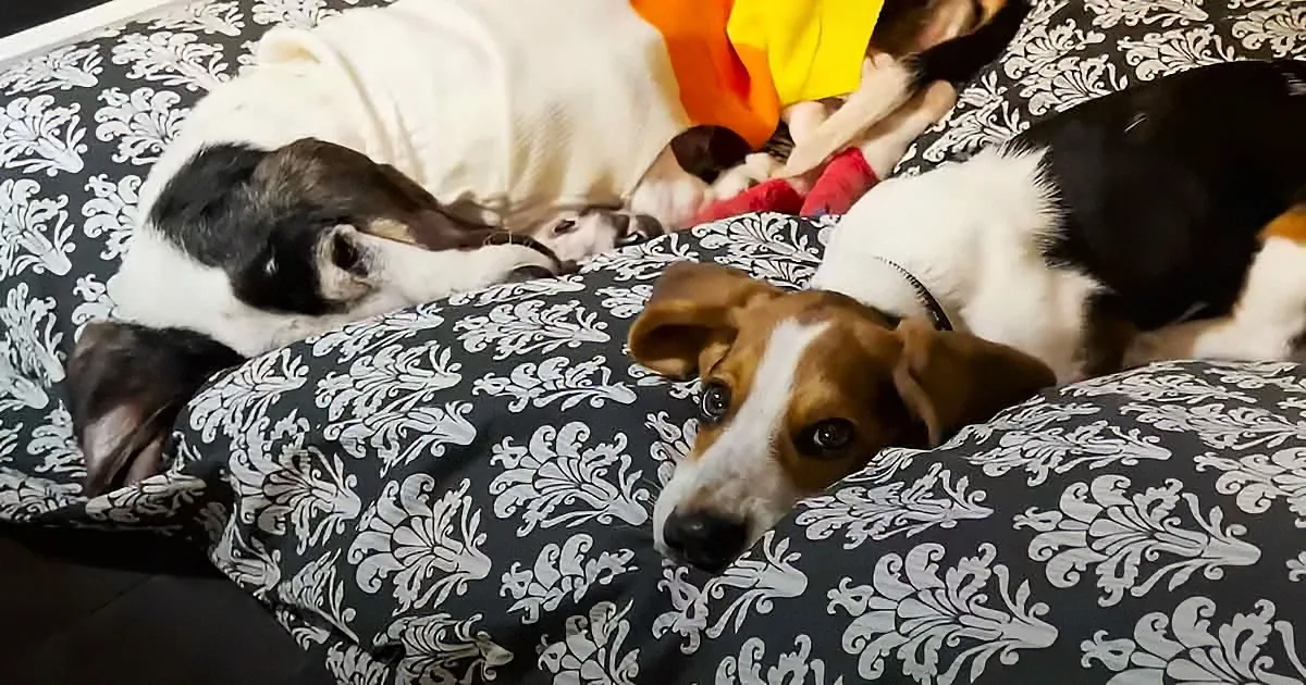 A beagle with a white and brown coat is lying on a patterned bed, looking up.