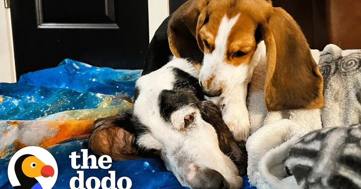 6-Month-Old Puppy & Senior Rescue Dog's Friendship Shows Age Doesn't Matter