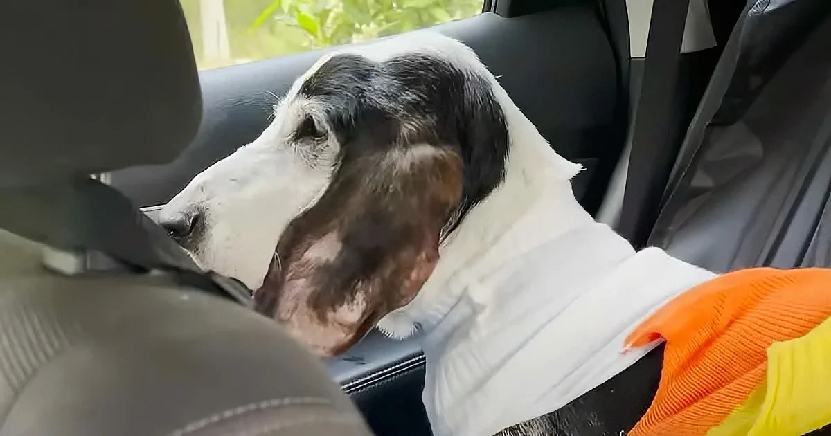A white and brown dog wearing a sweater rests its head on the car seat, looking calm.