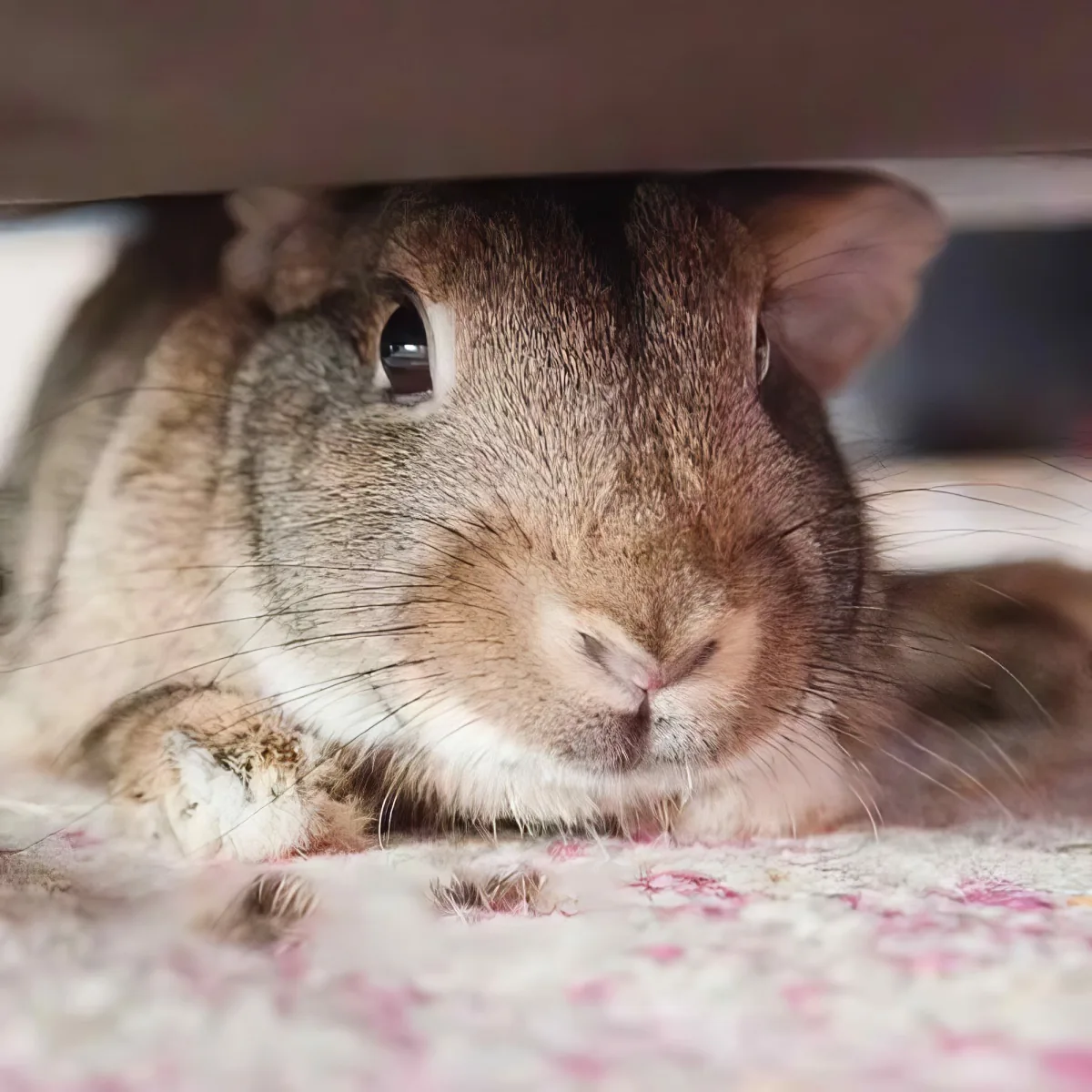 Special needs bunny