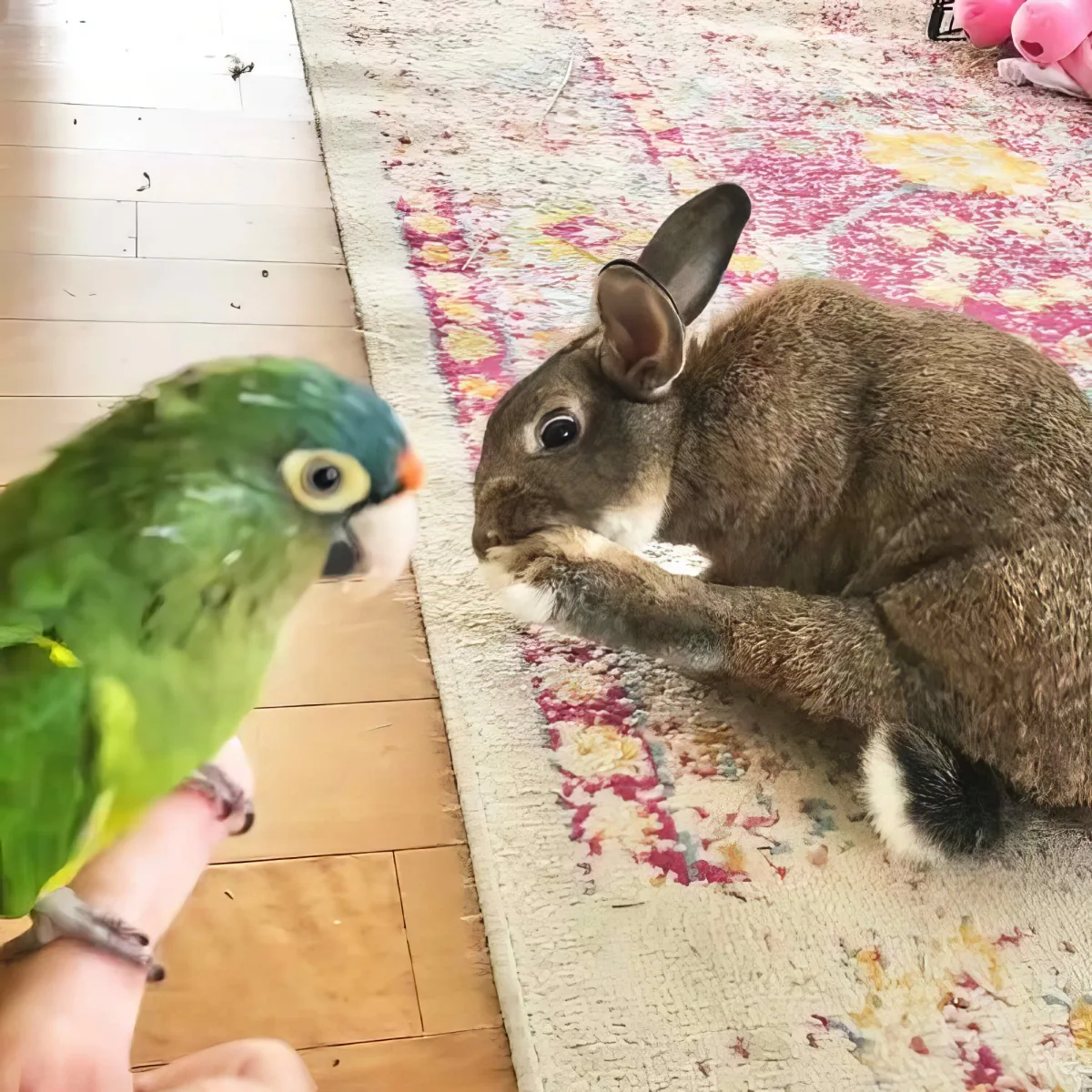 Special needs bunny and parrot