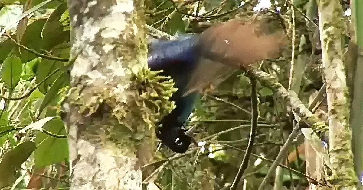 A bird with a striking blue and black plumage perches amidst lush green foliage in a forest setting.