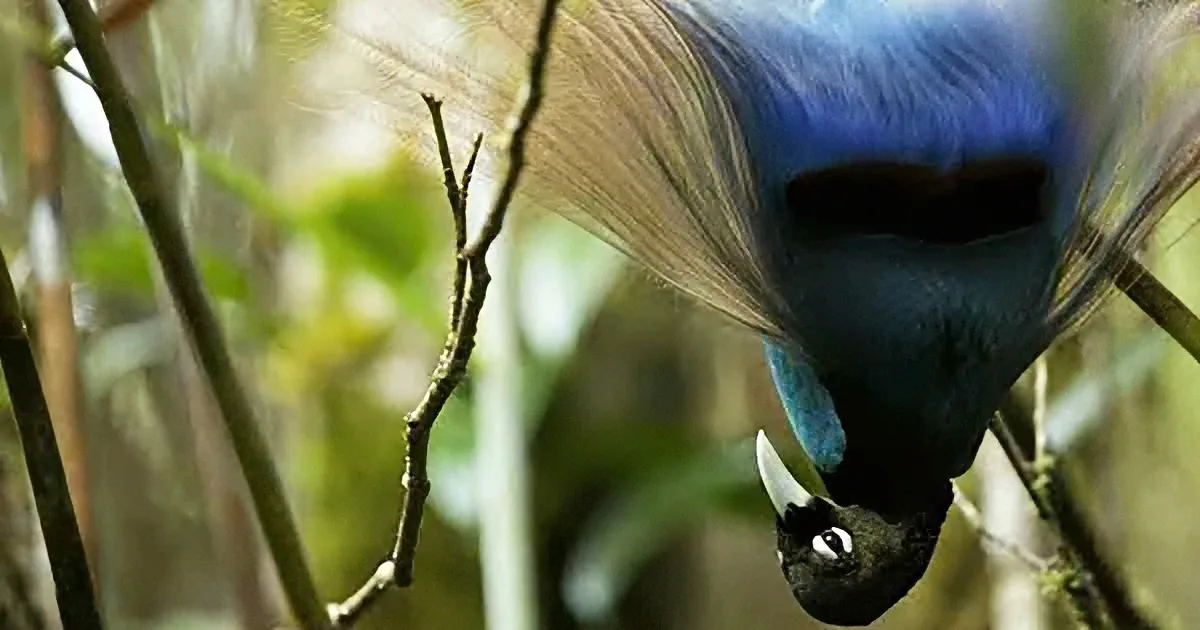 Male Bird-of-Paradise Puts on Breathtaking Dance Display