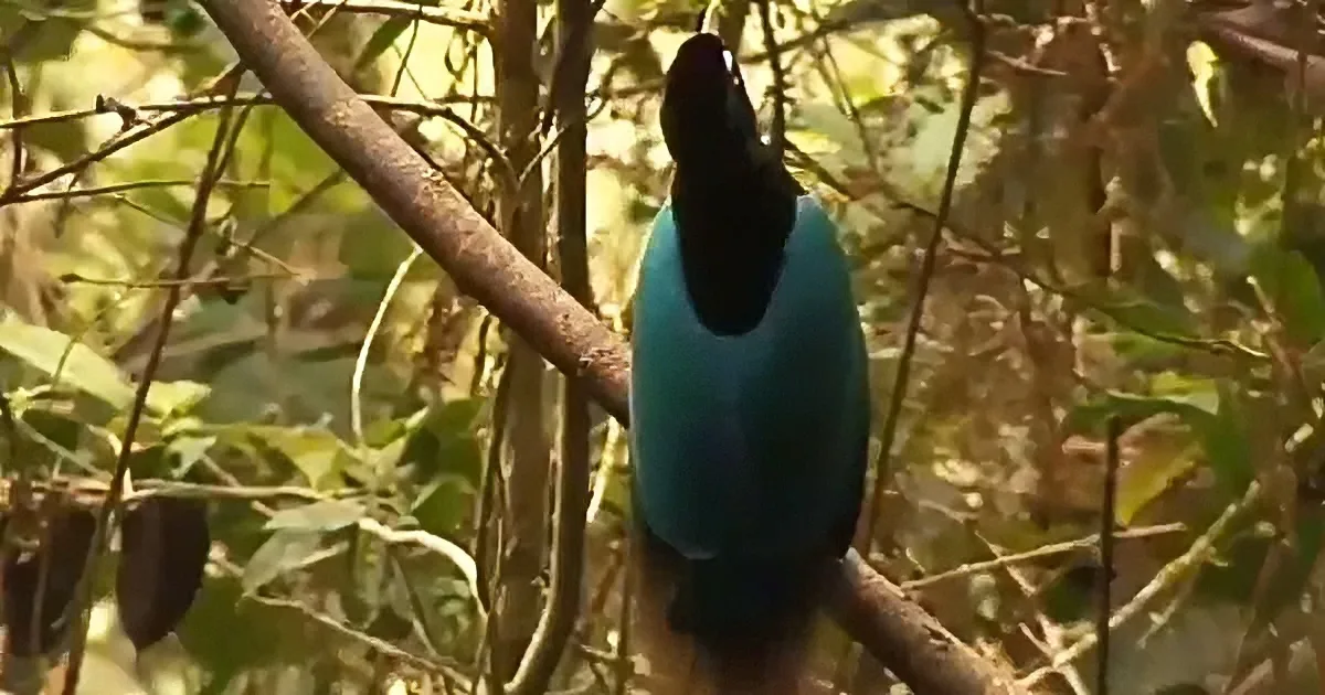 A vibrant blue bird with a black head perches on a branch amidst green foliage.