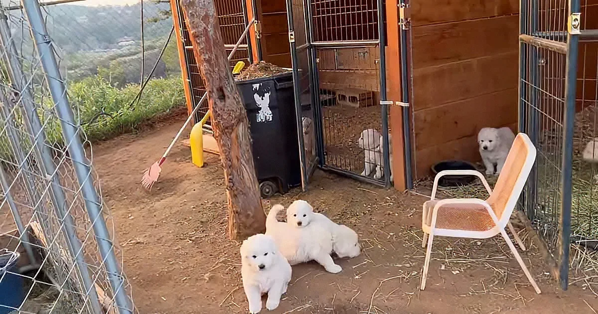 Four fluffy white puppies rest near a wooden structure and a chair in a fenced outdoor area.