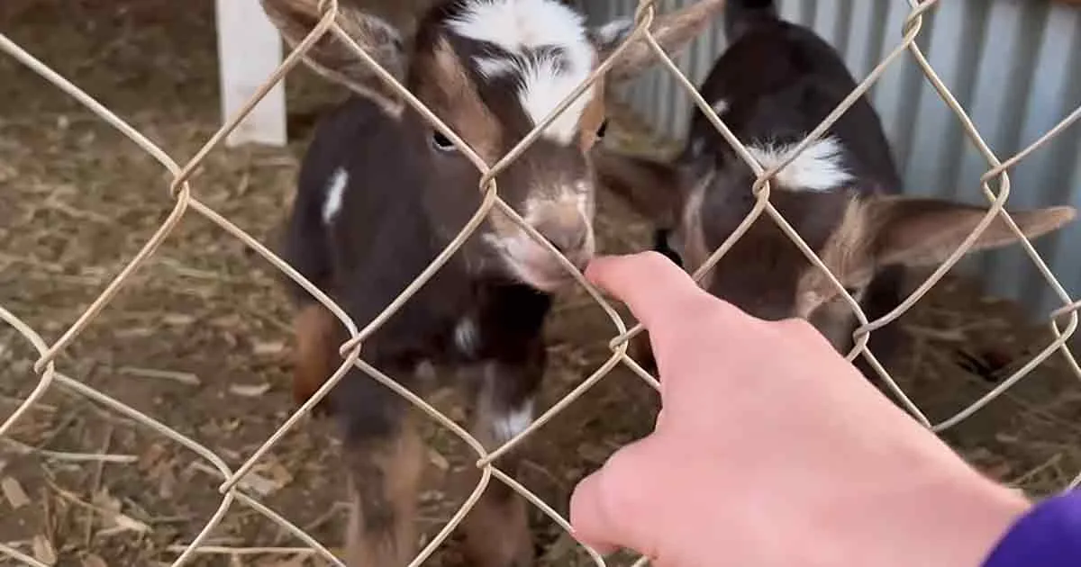 A hand reaches through a fence to pet a young goat with a white face and brown body.