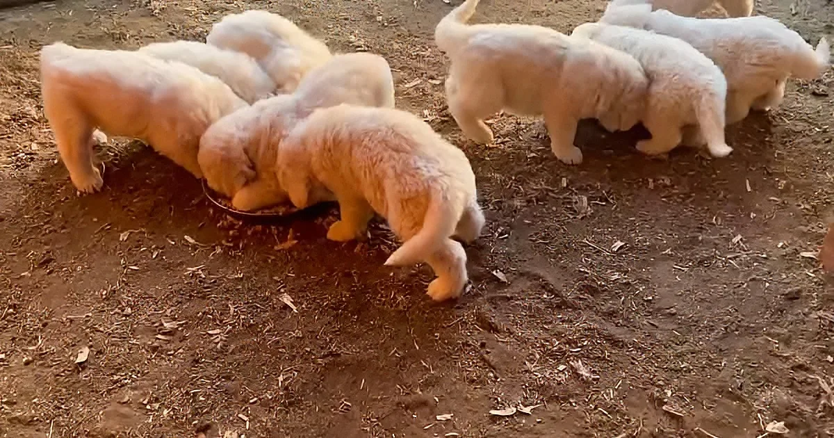 Several fluffy white puppies are eagerly eating from a bowl on the ground.