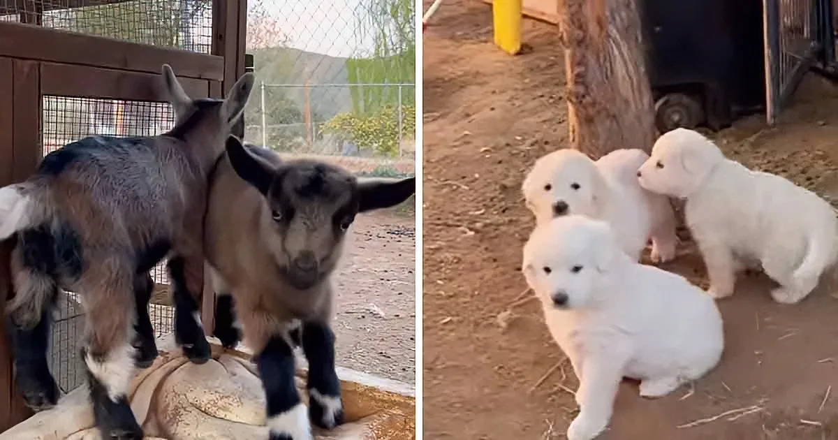 Two adorable images: goats in a fenced pen and fluffy white puppies huddled together outdoors.