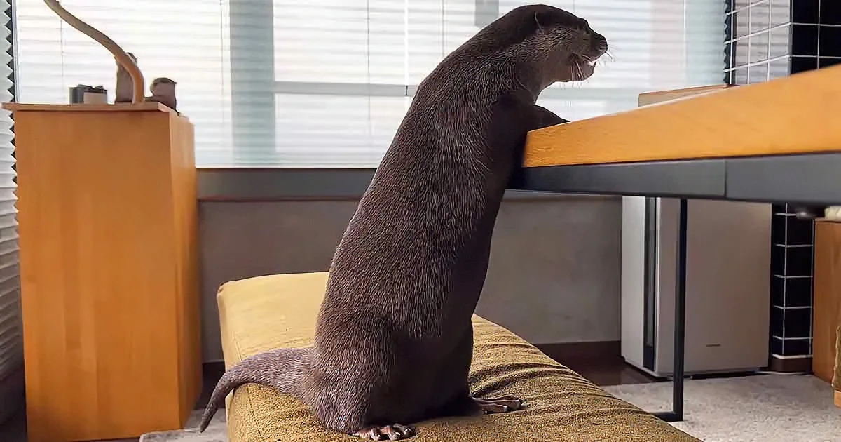 An otter sits on a couch, looking out a window with its mouth open, in a room with furniture and blinds.